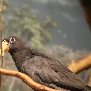 Hubbard Expedition Madagascar - Lesser Vasa Parrot