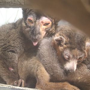Hubbard Expedition Madagascar - Collared Lemur