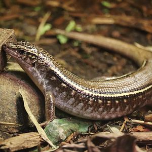 Hubbard Expedition Madagascar - Madagascar Plated Lizard