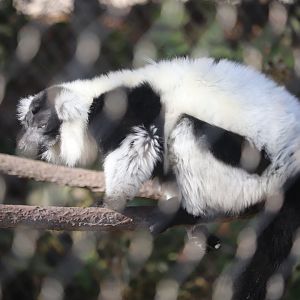 Hubbard Expedition Madagascar - Black & White Ruffed Lemur