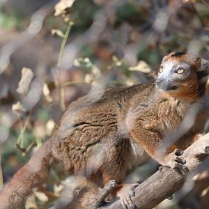 Hubbard Expedition Madagascar - Crowned Lemur