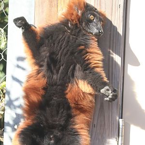 Hubbard Expedition Madagascar - Red Ruffed Lemur