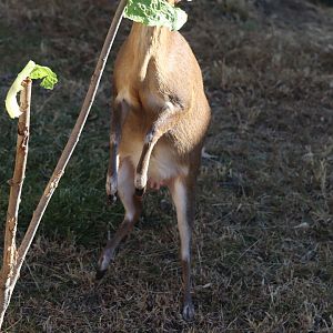 Asian Highlands - Reeve's Muntjac