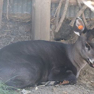 Asian Highlands - Tufted Deer