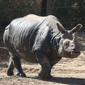 Asian Highlands - Indian Rhinoceros