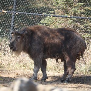 Asian Highlands - Sichuan Takin