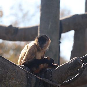 Lagoon - Black-handed Spider Monkey