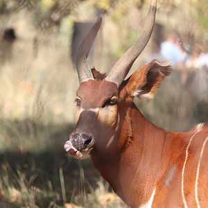 Scott African Grasslands - Eastern Bongo