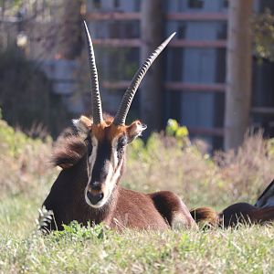 Scott African Grasslands - Sable Antelope