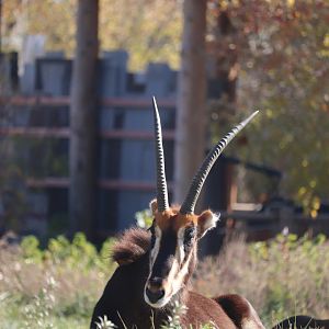 Scott African Grasslands - Sable Antelope