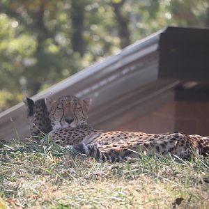 Scott African Grasslands - Cheetah