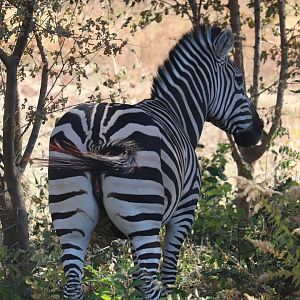 Scott African Grasslands - Grant's Zebra
