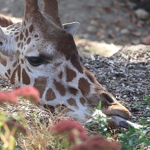 Scott African Grasslands - Giraffe