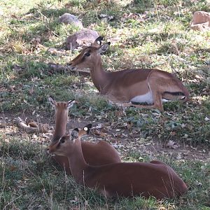 Scott African Grasslands - Impala