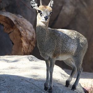 Scott African Grasslands - Klipspringer