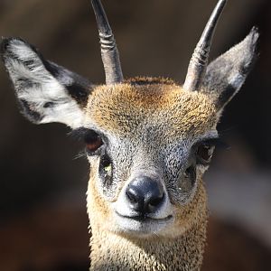 Scott African Grasslands - Klipspringer