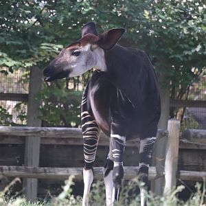 Scott African Grasslands - Okapi