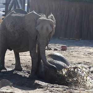 Scott African Grasslands - African Bush Elephants