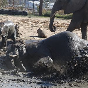 Scott African Grasslands - African Bush Elephants
