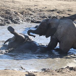 Scott African Grasslands - Baby African Bush Elephant Playtime