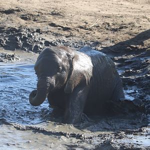 Scott African Grasslands - African Bush Elephant