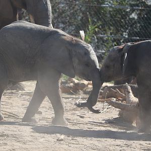 Scott African Grasslands - African Bush Elephants