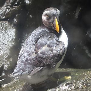Scott Aquarium - Atlantic Puffin