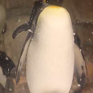 Scott Aquarium - King Penguin