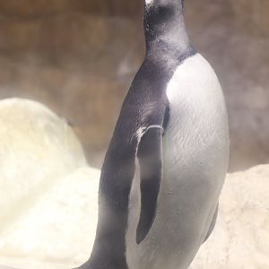 Scott Aquarium - Gentoo Penguin
