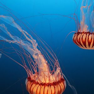 Scott Aquarium - West African Sea Nettle