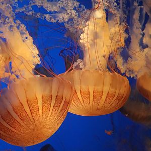 Scott Aquarium - South American Sea Nettle