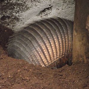 Large Hairy Armadillo - Zooparc de Beauval - 05/2021