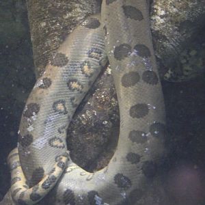 Common Anaconda - Zooparc de Beauval - 10/2020