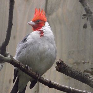 Red-crested Cardinal - Zooparc de Beauval - 08/2020