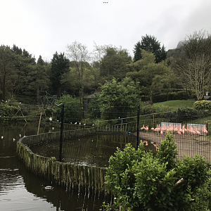 Chilean Flamingos 1st May 2022