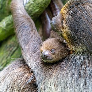 Two-toed sloth