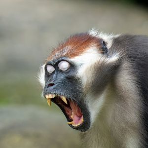 Red-Capped Mangabey
