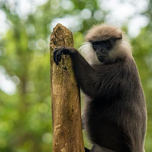Purple-Faced Langur
