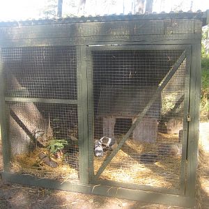 Fun-Park - Guinea pig exhibit