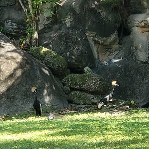 Zoo Miami - Black Crowned Cranes