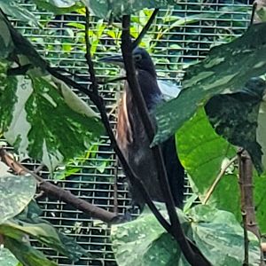 Zoo Miami - Amazon Aviary (Green Heron?)