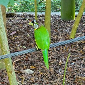 Zoo Miami - Fire-tufted Barbet