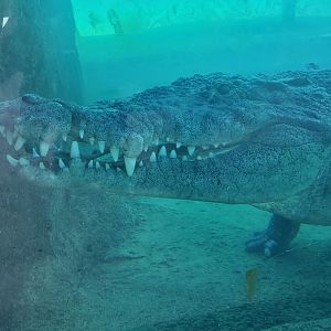 Zoo Miami - American Crocodile