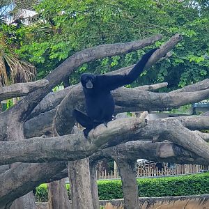 Zoo Miami - Siamang