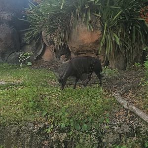 Zoo Miami - Lowland Anoa
