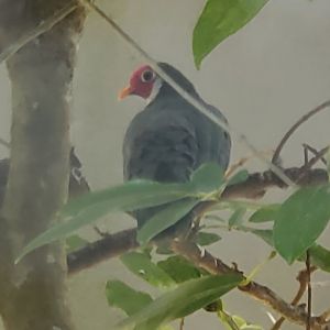 Zoo Miami - Jambu Fruit Dove
