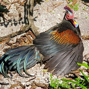 Zoo Miami - Green Junglefowl