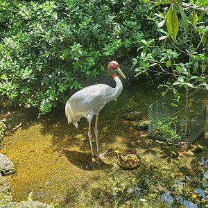 Zoo Miami - Sarus Crane