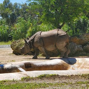 Zoo Miami - Indian Rhinoceros