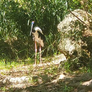 Zoo Miami - Black-necked Stork